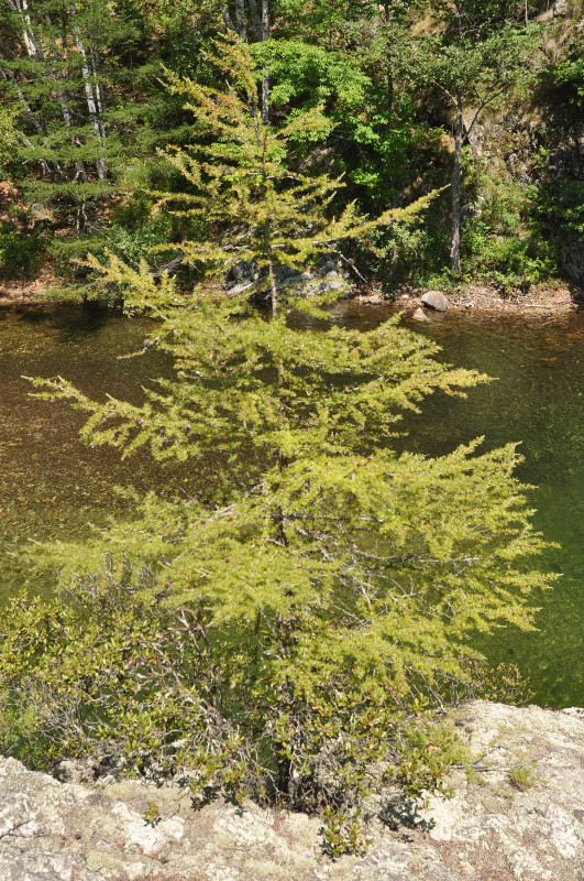 Изображение особи Larix cajanderi.