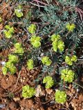 Euphorbia petrophila