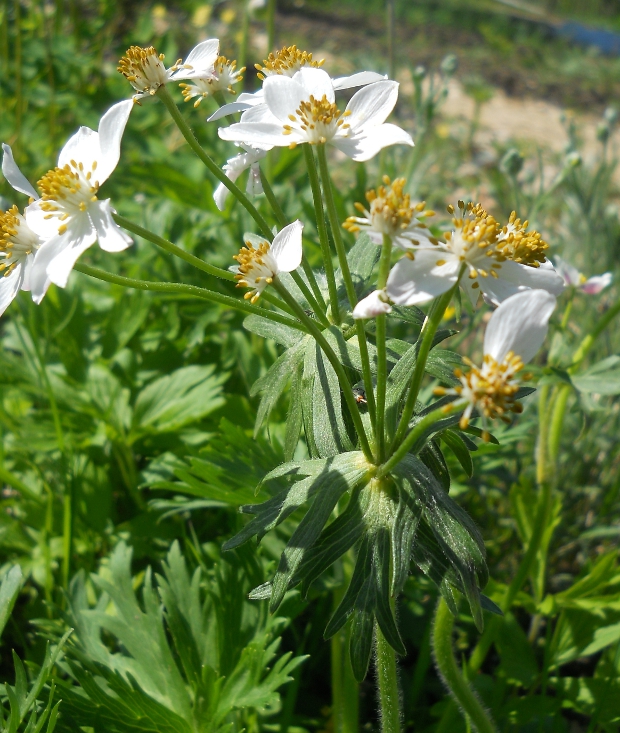 Изображение особи Anemonastrum fasciculatum.