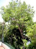 Pinus halepensis. Дерево с молодыми и старыми шишками. Монако, Монако-Вилль, на обрыве скалы у Дворцовой Площади. 19.06.2012.