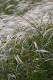Stipa lessingiana. Плодоносящие растения. Ростовская обл., Аксайский р-н, окр. хут. Александровка. 28.05.2011.