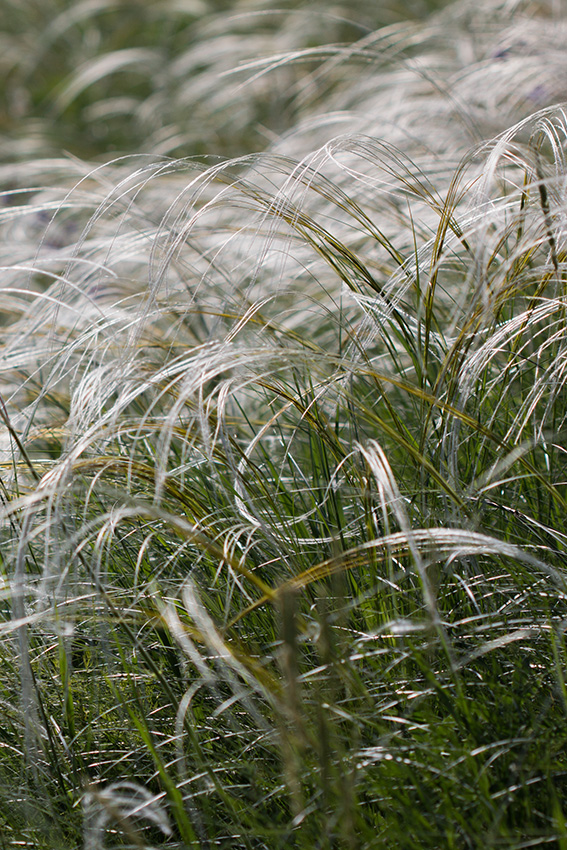 Изображение особи Stipa lessingiana.