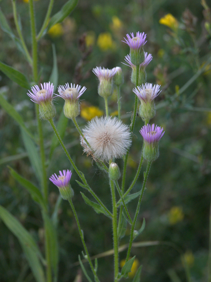 Image of Erigeron orientalis specimen.