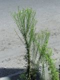 Conyza canadensis