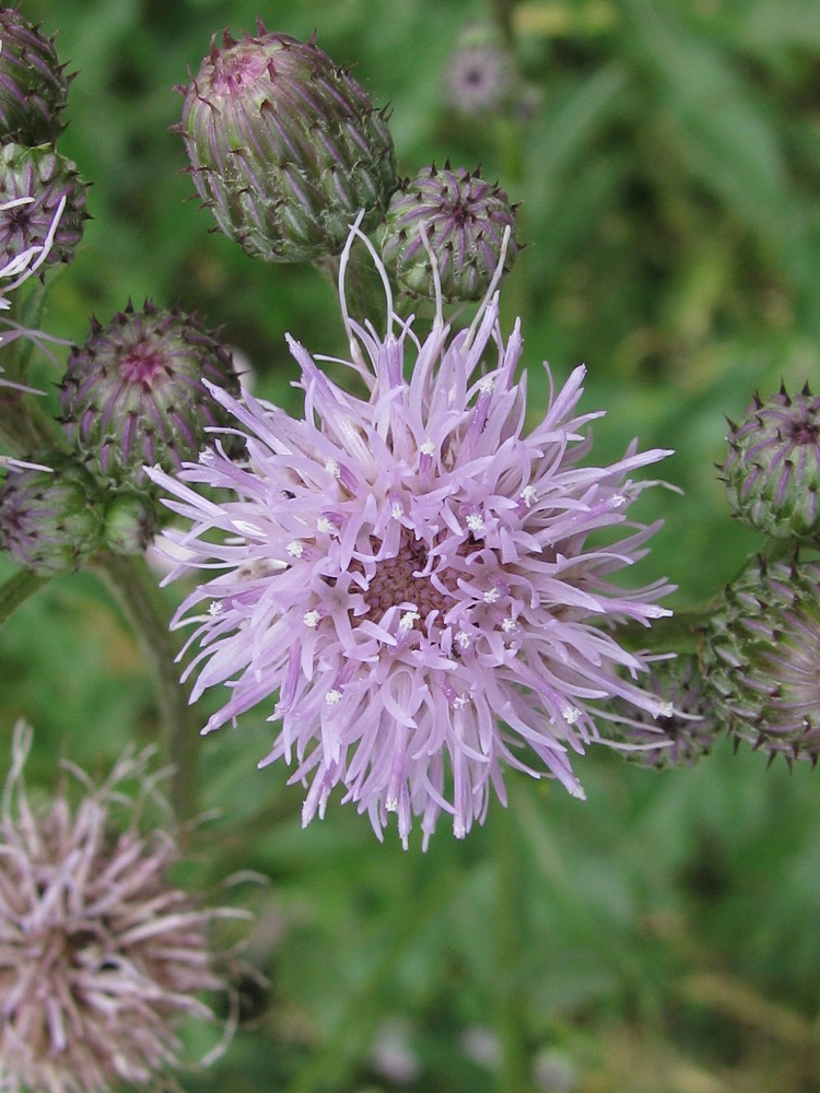 Изображение особи Cirsium arvense.