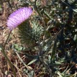 Cirsium vulgare. Верхушка цветущего растения. Франция, регион Лангедок-Руссильон, департамент Од, округ Каркассон, г. Каркассон, пустырь. 19.07.2012.