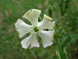 Silene bupleuroides