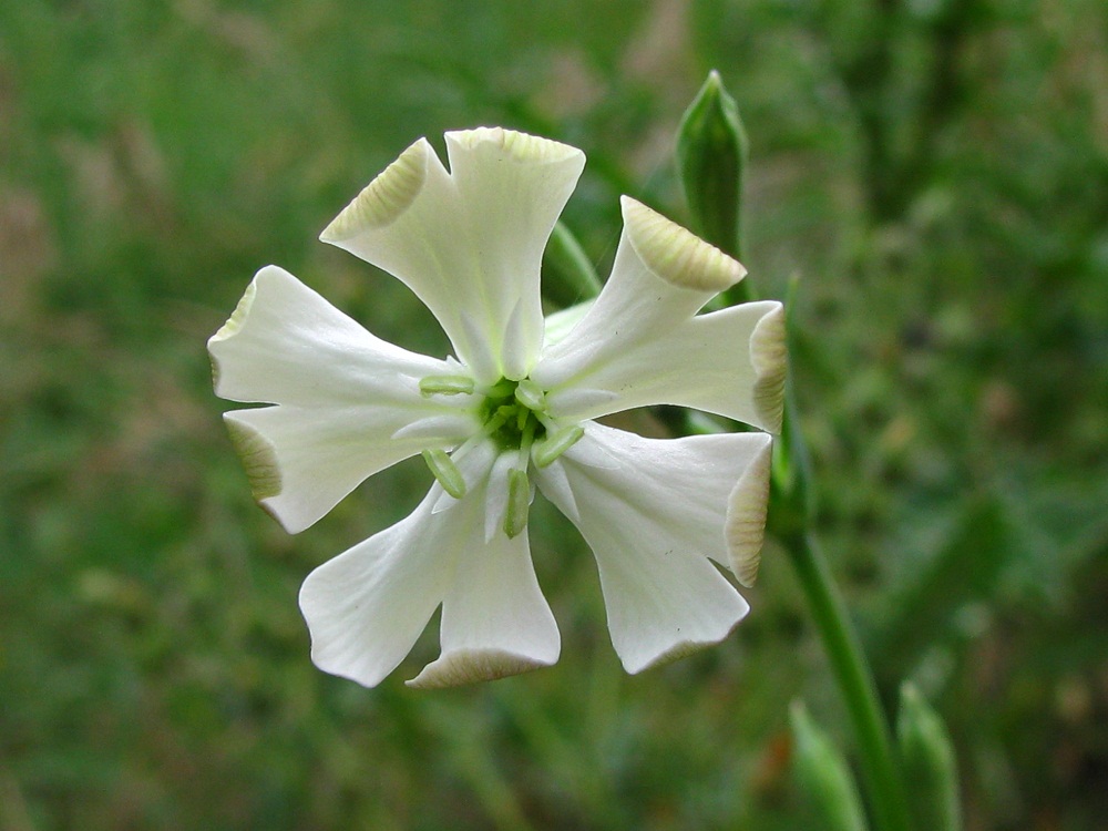 Image of Silene bupleuroides specimen.