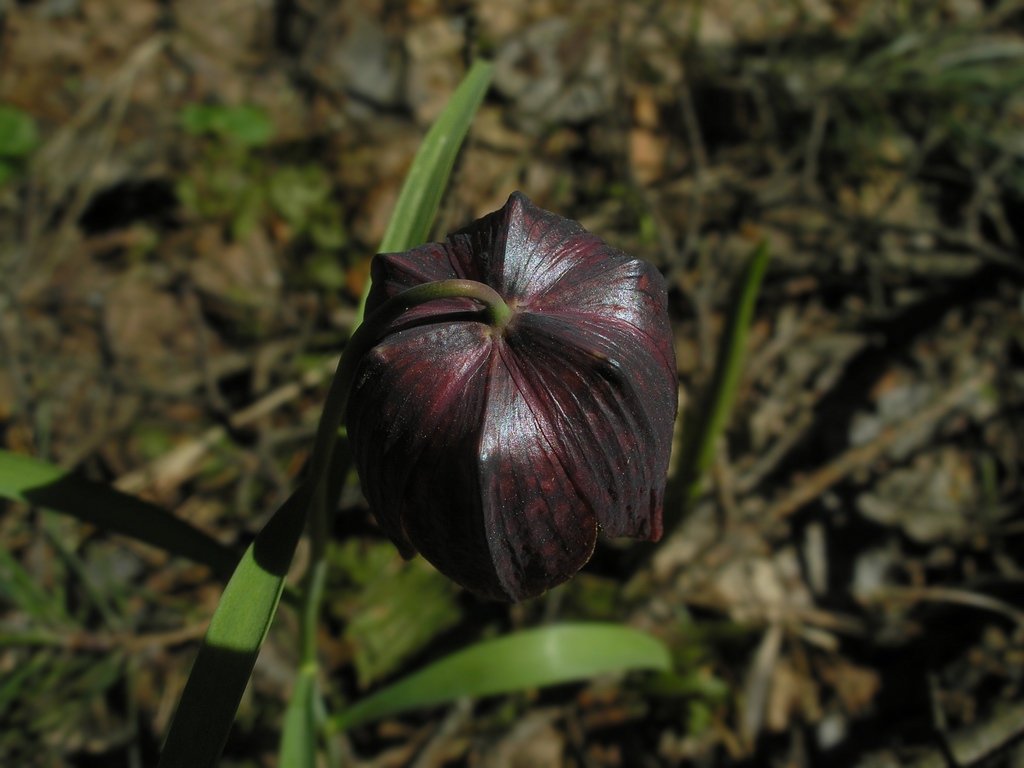 Изображение особи Fritillaria meleagris.