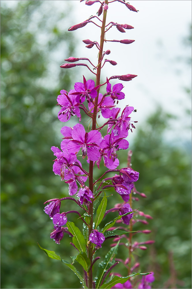 Изображение особи Chamaenerion angustifolium.