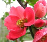 Chaenomeles japonica. Цветок. Ставропольский край, г. Кисловодск, Курортный парк верхний. 12.04.2013.