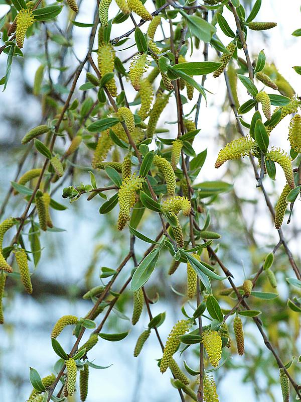 Image of Salix alba specimen.