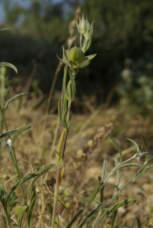 Image of Helianthemum lasiocarpum specimen.