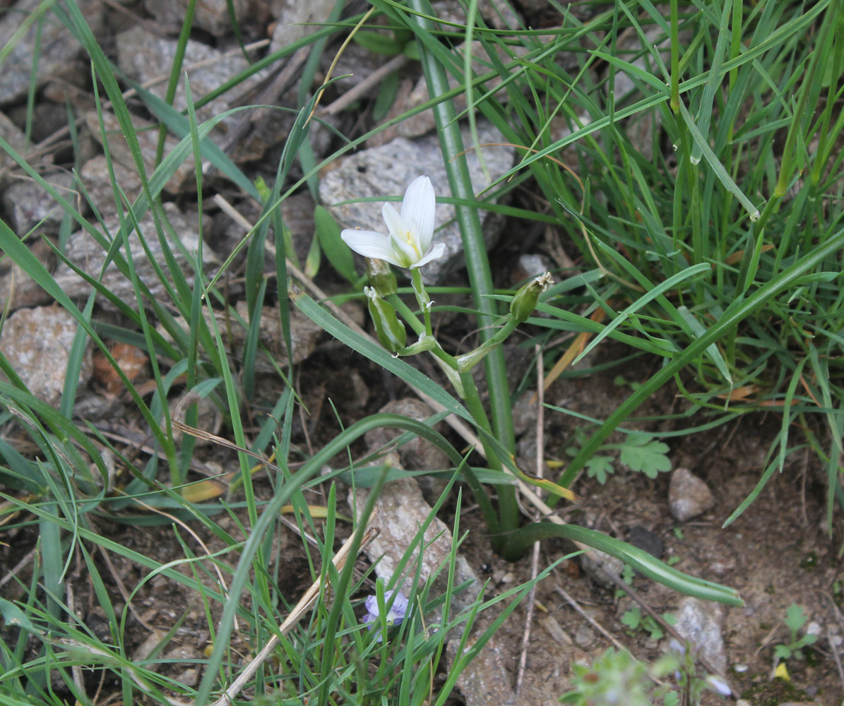 Image of Ornithogalum balansae specimen.