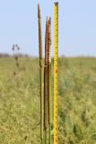 Typha × glauca