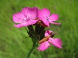 Dianthus borbasii
