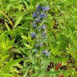 Echium vulgare. Верхушка растения с соцветием. Приморский край, Шкотовский р-н, пос. Подъяпольск. 07.07.2013.