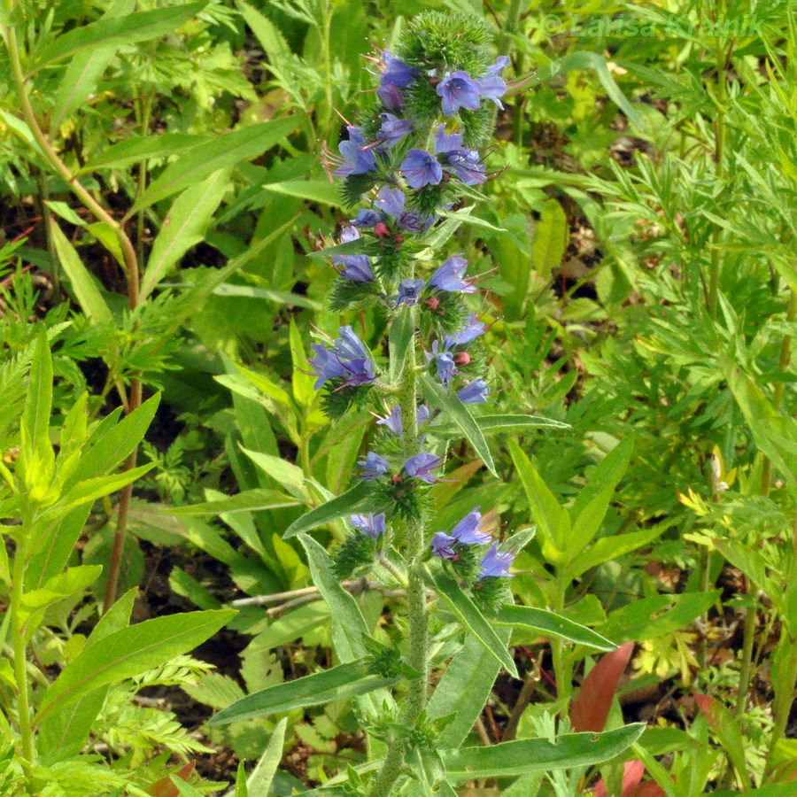 Изображение особи Echium vulgare.