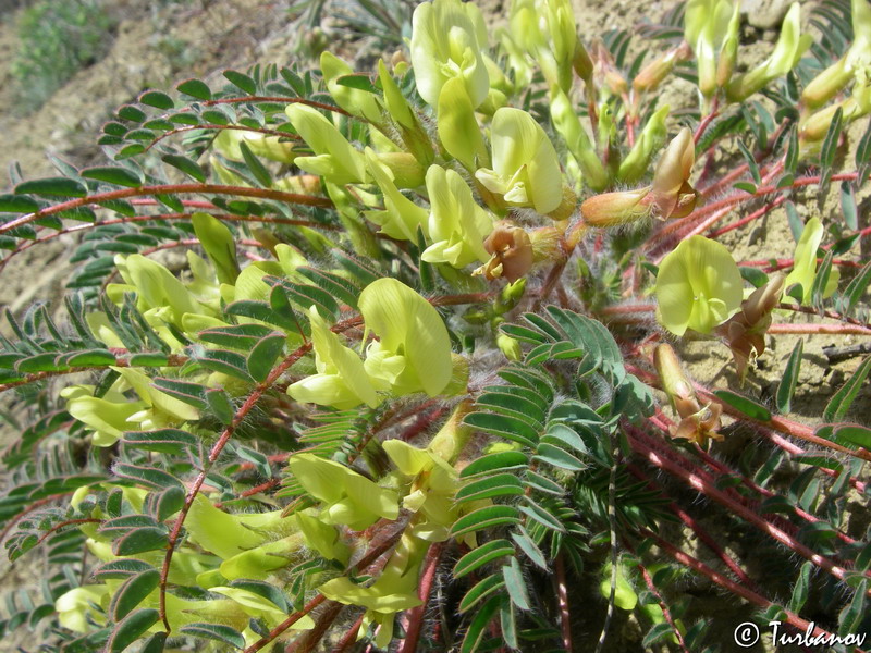 Изображение особи Astragalus utriger.