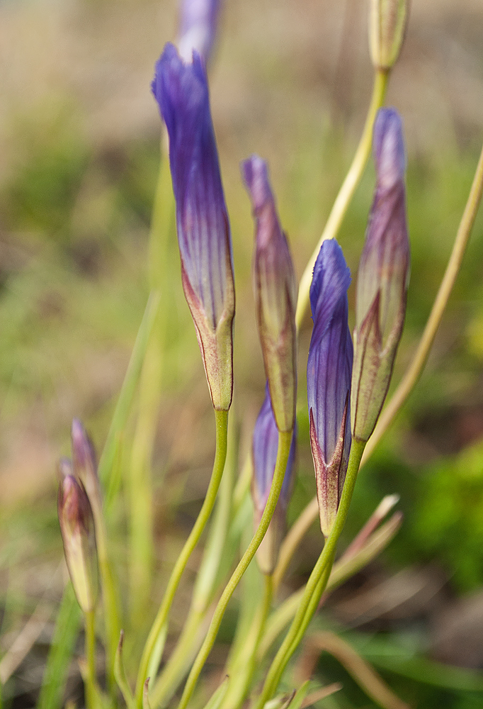 Изображение особи Gentianopsis detonsa.