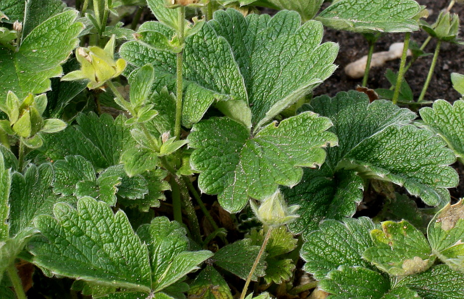 Image of Potentilla megalantha specimen.