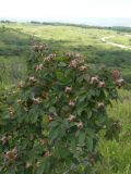 Rosa corymbifera