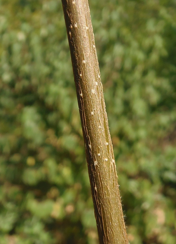 Изображение особи Ulmus laevis.