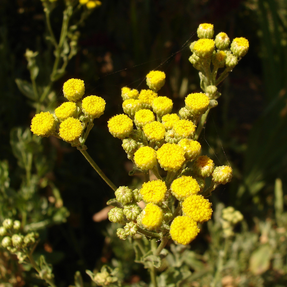 Image of Pyrethrum balsamita specimen.