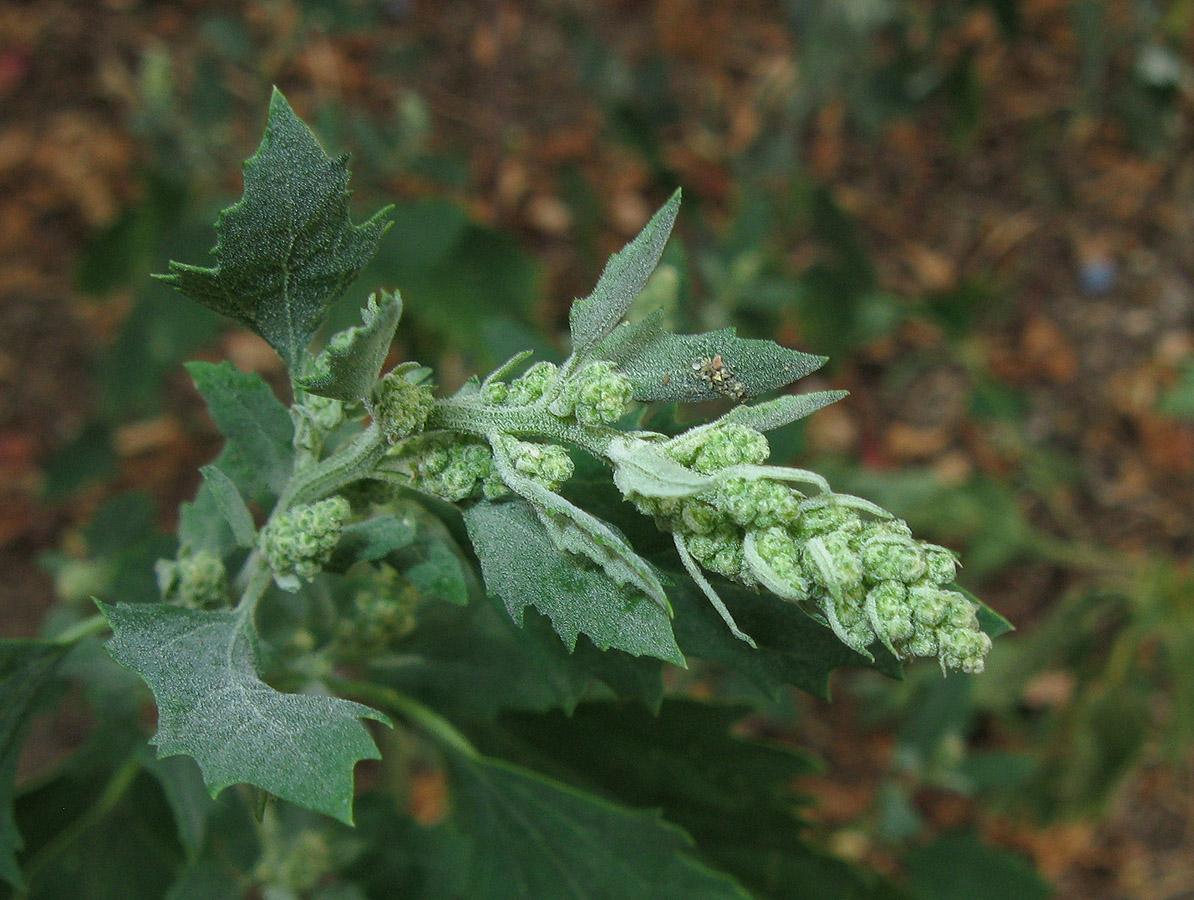 Изображение особи Chenopodium album.