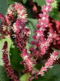 Amaranthus tricolor