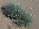 Convolvulus divaricatus. Цветущее растение. Узбекистан, Бухарская обл., бугристые пески южнее озера Денгизкуль. 05.06.2009.