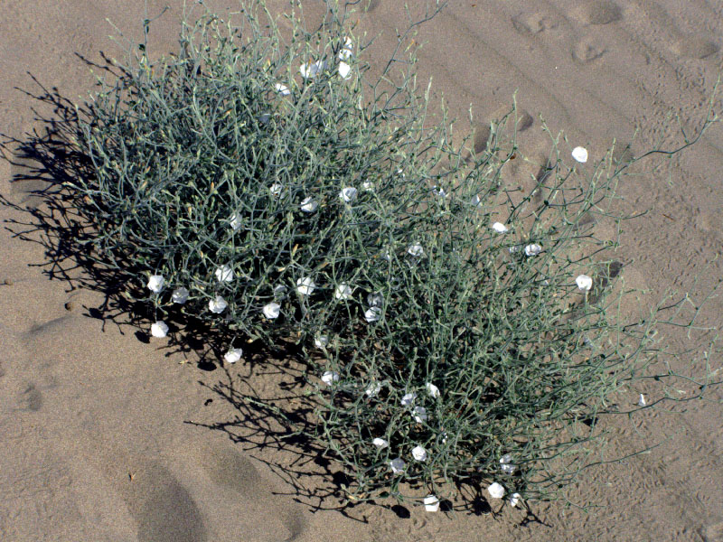 Изображение особи Convolvulus divaricatus.