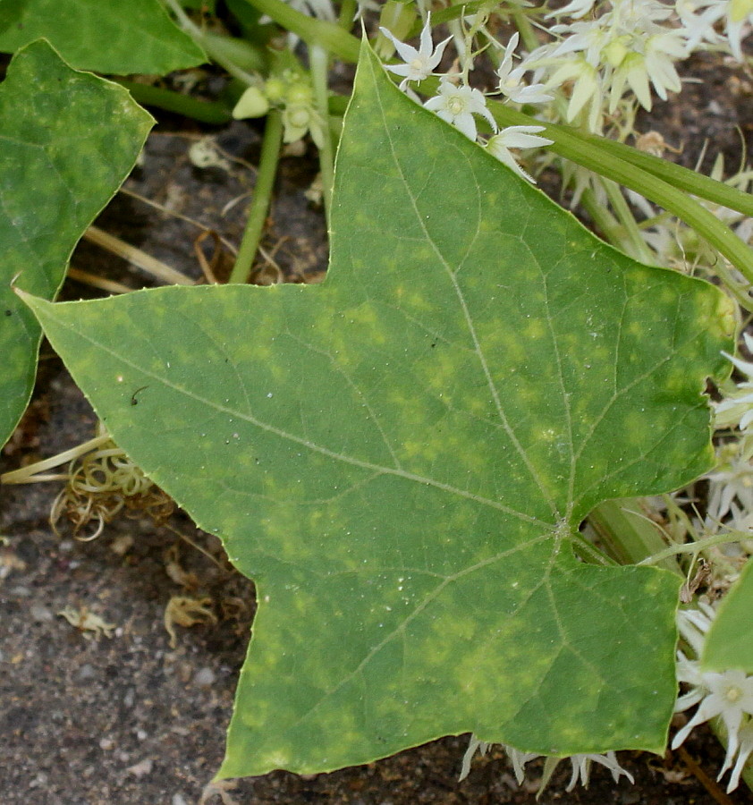 Изображение особи Echinocystis lobata.