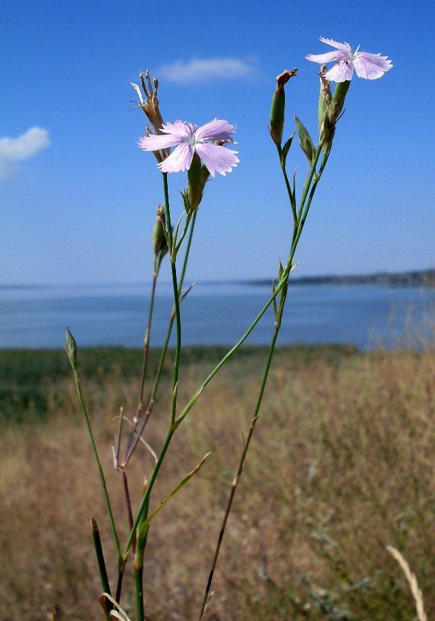 Изображение особи Dianthus pallens.