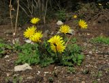 Taraxacum hybernum. Цветущее растение. Крым, Ялта, склоны к морю, среди кипарисов. 14 октября 2013 г.