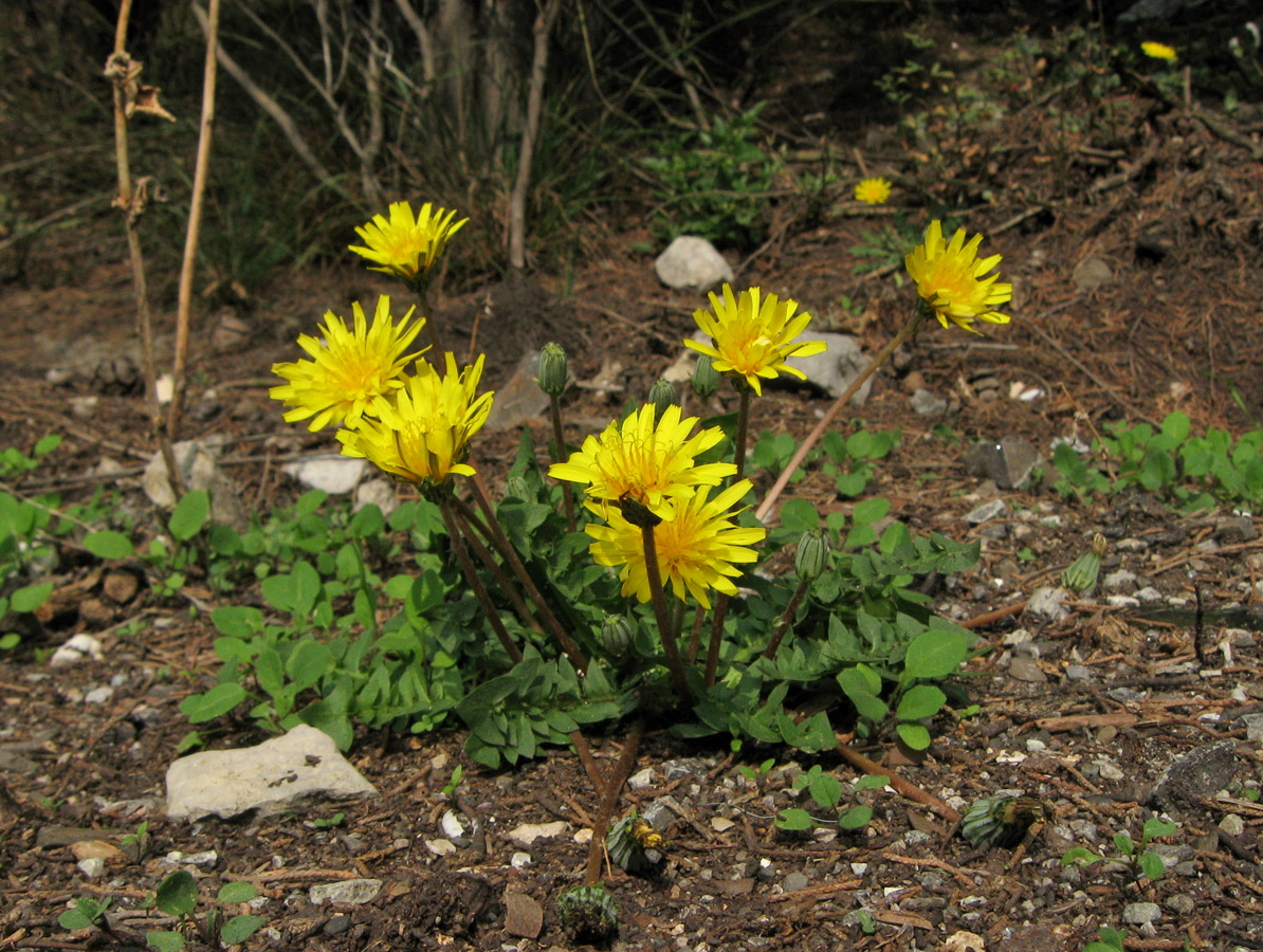 Изображение особи Taraxacum hybernum.