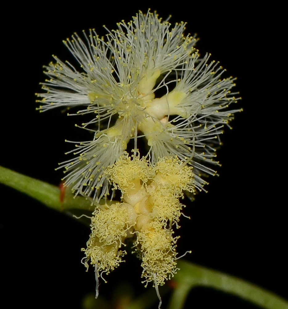 Image of Acacia salicina specimen.