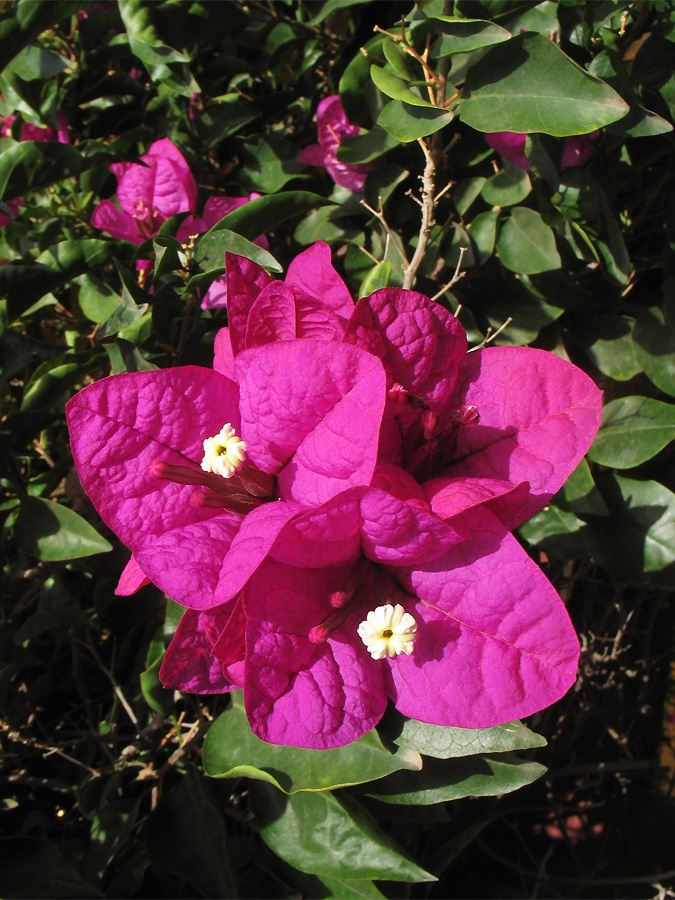 Изображение особи род Bougainvillea.