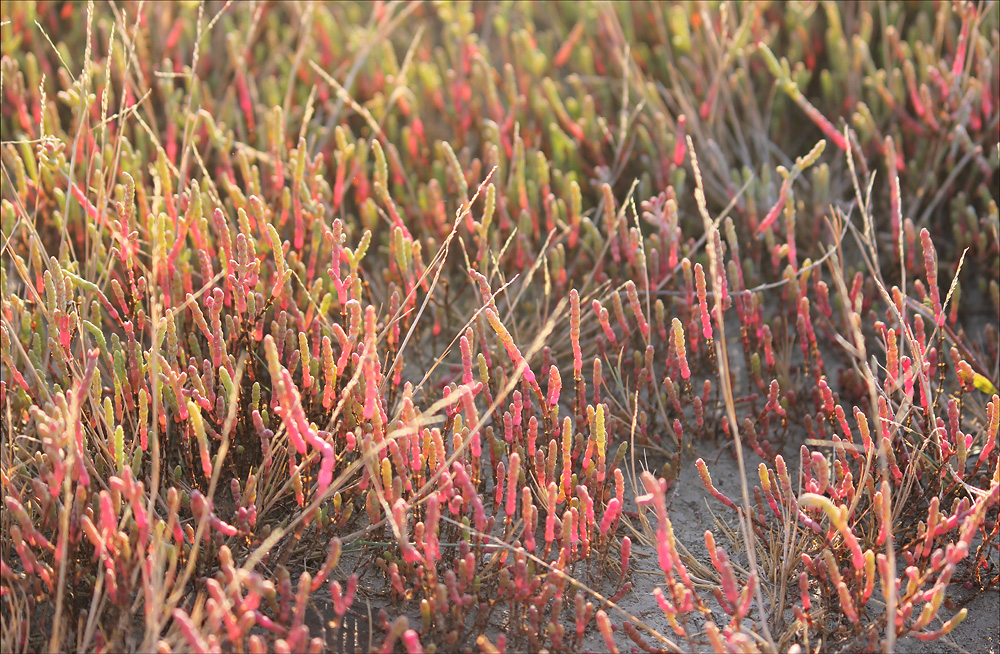 Image of Salicornia perennans specimen.