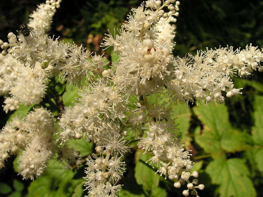 Image of Cimicifuga dahurica specimen.