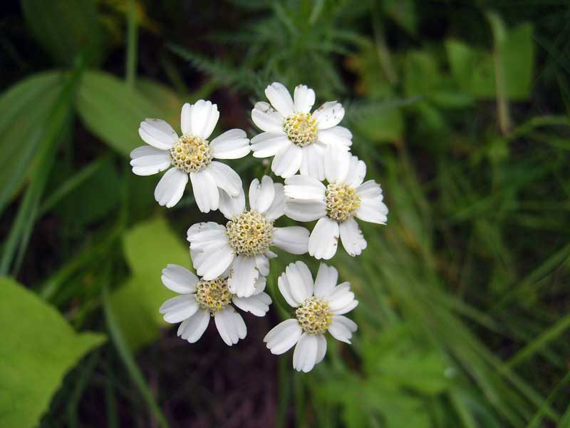 Изображение особи Achillea impatiens.