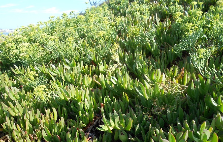 Изображение особи Carpobrotus acinaciformis.