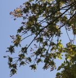 Fraxinus texensis