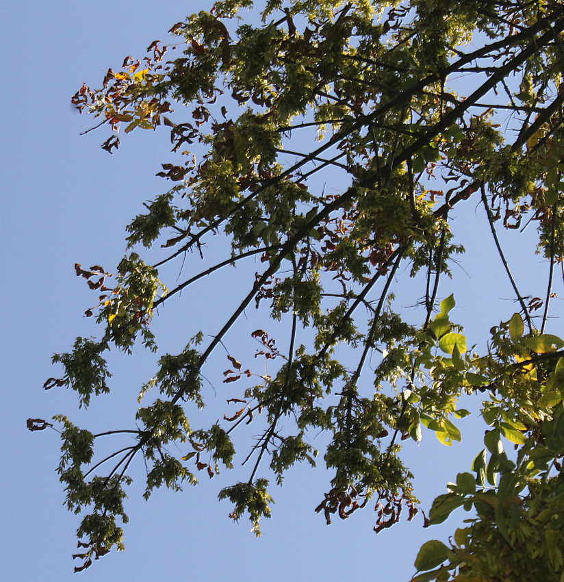 Изображение особи Fraxinus texensis.