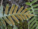 Polypodium vulgare. Часть вайи спороносящего растения. Греция, Фессалия, Олимп. 04.01.2014.