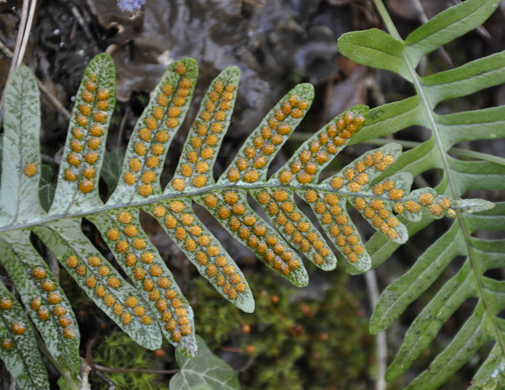 Изображение особи Polypodium vulgare.