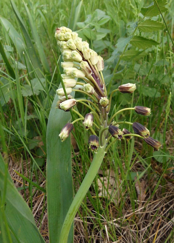 Image of Bellevalia sarmatica specimen.