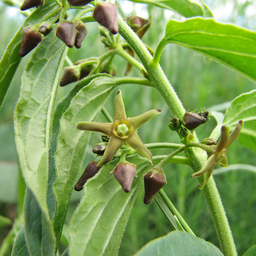 Image of Vincetoxicum intermedium specimen.