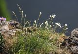 Dianthus acicularis. Цветущее растение на известняковой скале. Пермский край, окр. г. Красновишерск, левый берег р. Вишера, Камень Ветлан. 11.06.2013.
