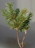 Picea abies